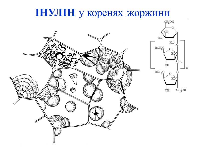 ІНУЛІН у коренях жоржини